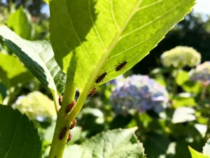 Soczysta, gęsta trawa z kroplami porannej rosy w słonecznym ogrodzie, prezentująca idealny stan zadbanego trawnika.